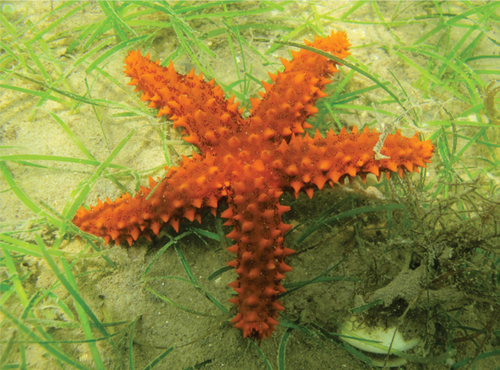 Red Thorny Sea Star